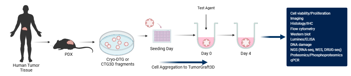 Copy of TumorGraft3D workflow (1)