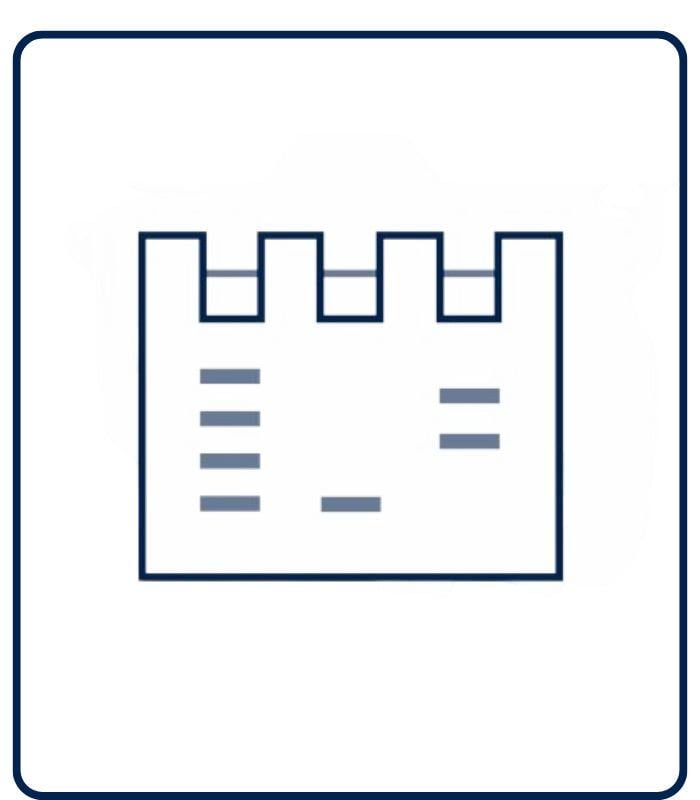 Western blot 